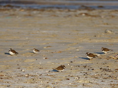 Charadrius hiaticula