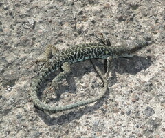 Podarcis siculus