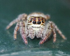 Macaroeris nidicolens