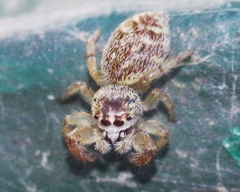 Macaroeris nidicolens