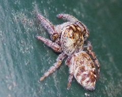 Macaroeris nidicolens