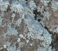 Lecanoromycetes