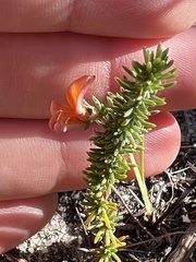 Aspalathus retroflexa