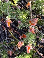 Aspalathus retroflexa