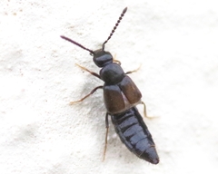 Aleocharinae