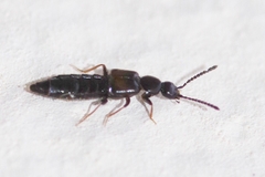 Aleocharinae