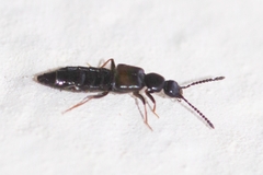 Aleocharinae