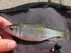 Luxilus chrysocephalus