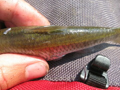 Luxilus chrysocephalus