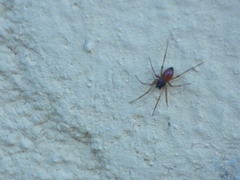 Ostearius melanopygius