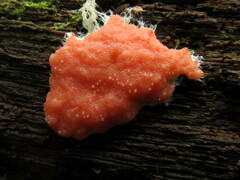 Dictydiaethalium plumbeum