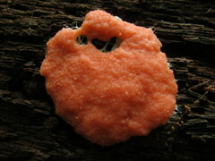 Dictydiaethalium plumbeum