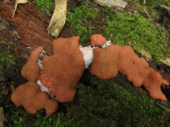 Dictydiaethalium plumbeum