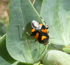 Deraeocoris schach