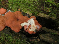 Dictydiaethalium plumbeum