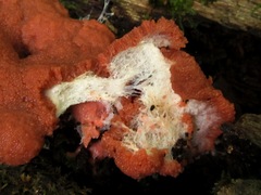 Dictydiaethalium plumbeum