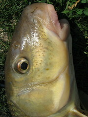 Moxostoma carinatum
