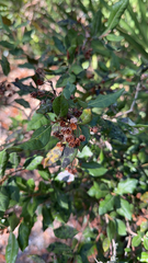 Lyonia ferruginea