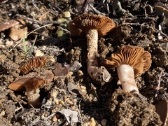 Cortinarius ohlone