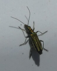 Oedemera nobilis