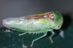 Viridicerus ustulatus