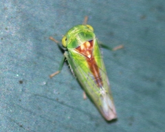 Viridicerus ustulatus