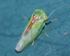 Viridicerus ustulatus