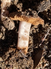 Cortinarius ohlone