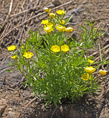 Ranunculus adoneus