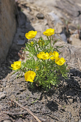 Ranunculus adoneus