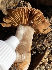 Cortinarius ohlone