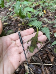 Anolis evermanni