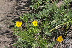 Ranunculus adoneus