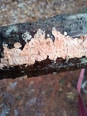 Peniophora incarnata