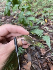 Anolis evermanni