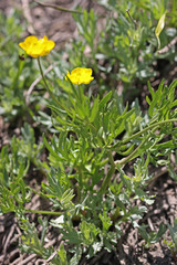 Ranunculus adoneus