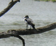 Sarkidiornis melanotos