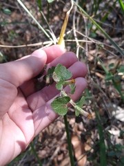 Brickellia veronicifolia