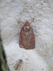 Orthodes cynica