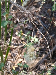 Brickellia veronicifolia