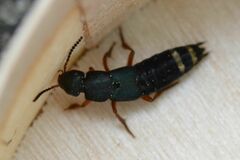 Platydracus fulvipes