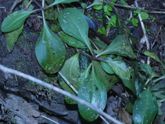 Centranthus ruber