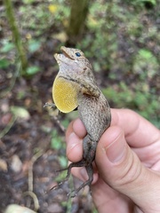 Anolis gundlachi
