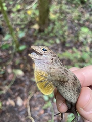 Anolis gundlachi