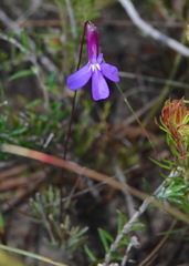 Lobelia chamaepitys
