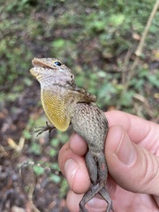 Anolis gundlachi