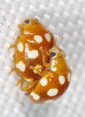 Vibidia duodecimguttata