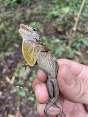 Anolis gundlachi