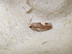 Epiblema boxcana
