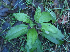 Saponaria officinalis